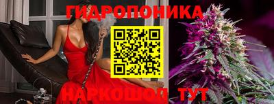 шишки Будённовск